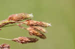 Rufous bulrush